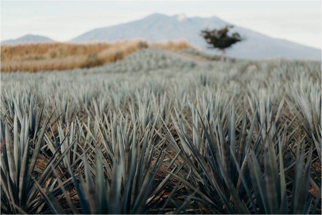 Guadalajara Agave Fields session